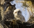Florida;Everglades;Southeast-USA;Owl;Great-Horned-Owl;Bubo-virginianus;one-anima
